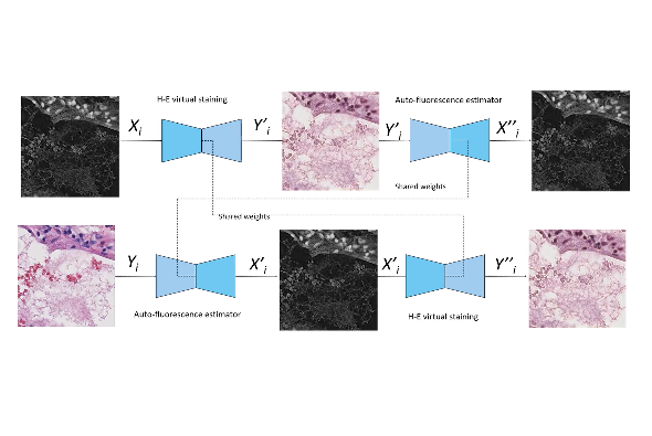 Autofluorescence Image Reconstruction and Virtual Staining algorithm paper